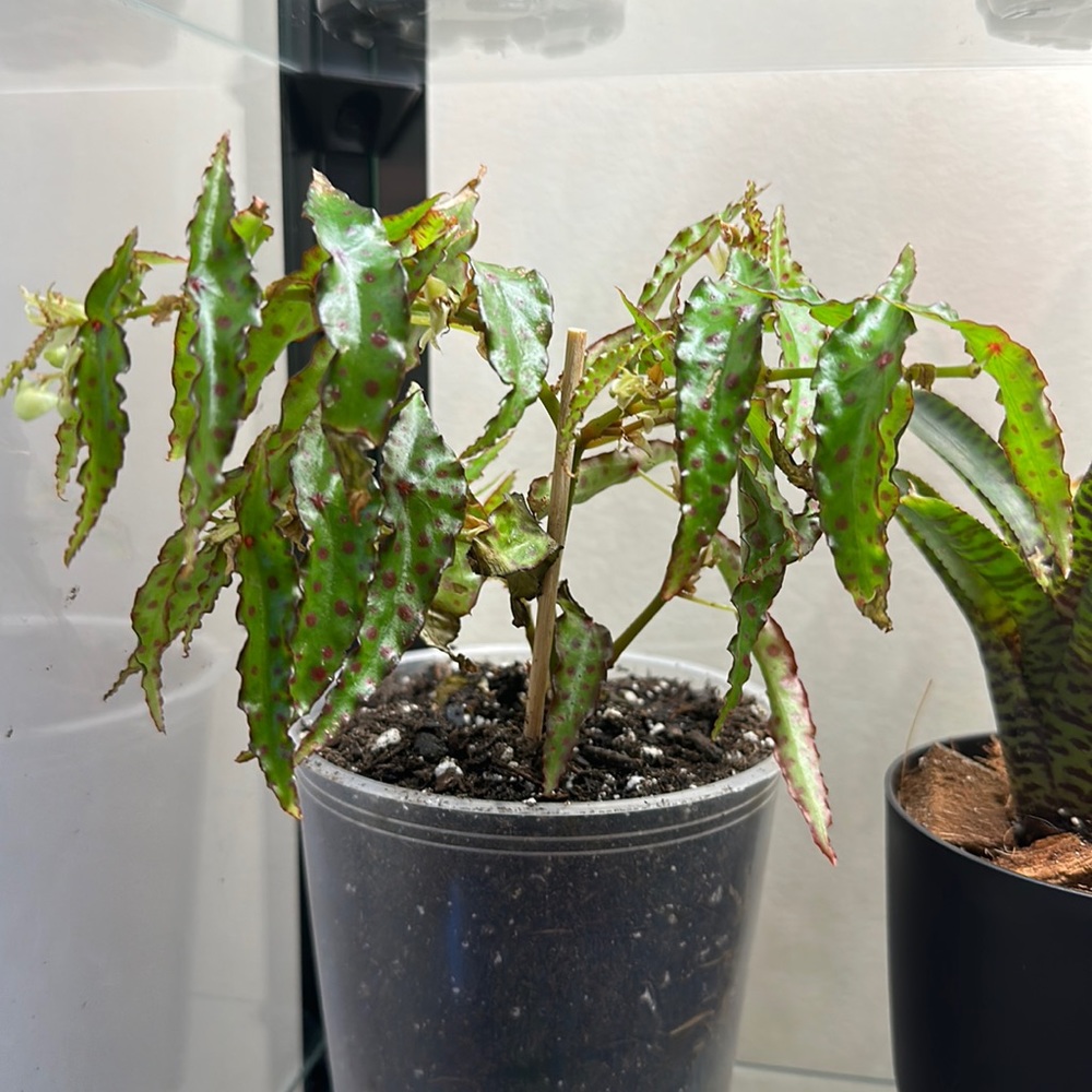 Begonia Amphioxus Cutting